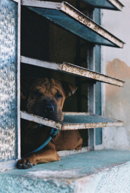 MARIE MOJÉ PHOTOGRAPHY